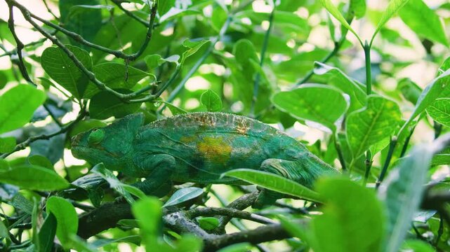 Footage of a Parson's Chameleon (Calumma parsonii). Madagascar rainforests.