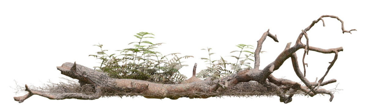Summer of realistic Dead tree in forest with isolated on transparent background - PNG file, 3d rendering illustration