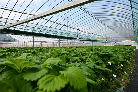 温室効果ビニールハウスのイチゴ農園
