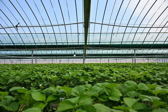 温室効果ビニールハウスのイチゴ農園