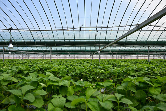 温室効果ビニールハウスのイチゴ農園