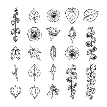 Botanical Line Drawings of Chinese Lantern Plant Elements and Flowers