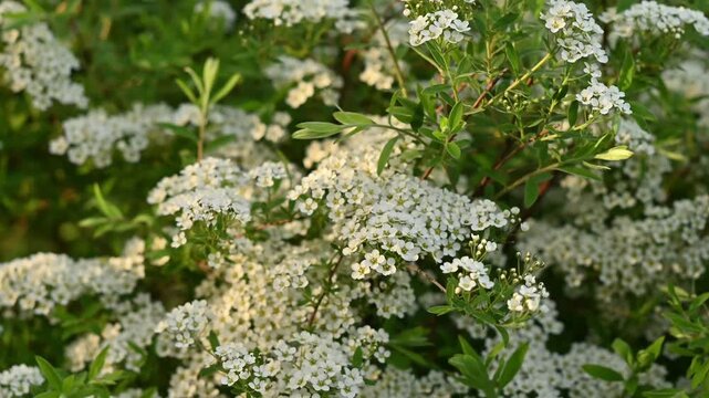 Lush spirea shrub in full bloom covered with dense clusters of tiny white flowers swaying gently among vibrant green leaves, captured in soft natural light with a bokeh background of green foliage.