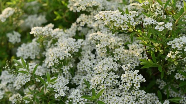 Dense flowering spirea shrub covered in abundant clusters of tiny white blossoms with yellow-green centers, surrounded by bright green lance-shaped leaves.