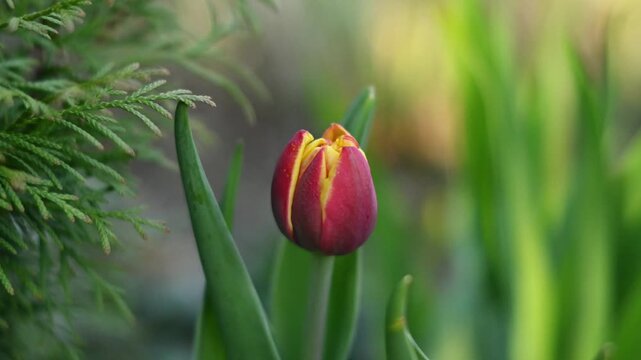 Close-up video of a red and yellow tulip bud slowly beginning to open in a spring garden, with soft bokeh green background and conifer branches visible beside the flower