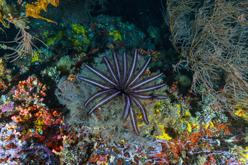 coral reef in the sea © Evgenios