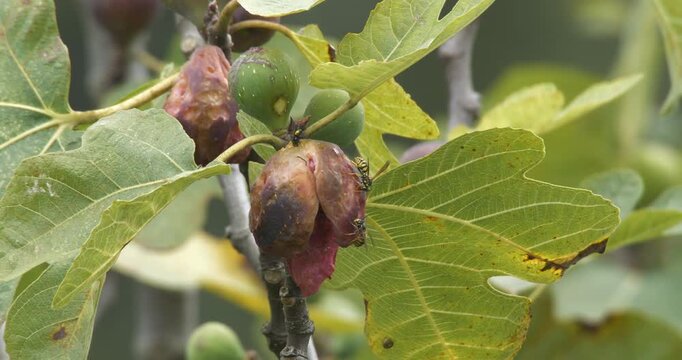 Footage of rotting fruit on a fig tree and insects flying around it.