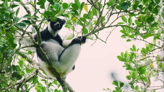 An indri, black and white lemur eating leaves in Madagascar rainforest. 