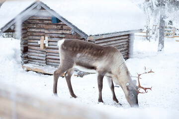 A reindeer searching for food in the snow inside a reindeer enclosure in Finnish Lapland. A peaceful winter scene with a traditional wooden cabin in the snowy Arctic landscape. © Tomas