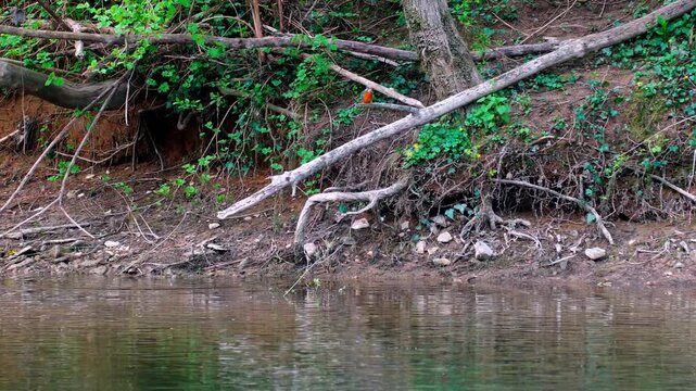 High-quality 4K footage of a kingfisher perched on a branch before diving swiftly into a river to catch prey. The sequence captures precise timing, vivid plumage