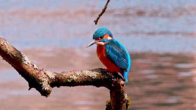 Stunning 4K footage featuring a close-up of a kingfisher perched calmly on a branch. The vibrant colors of its plumage and sharp details highlight the beauty of this small bird in its natural habitat.