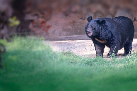 single sloth bear stanfing before the cave in the forground of grasslasnd