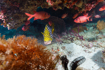 coral reef and fish © Evgenios