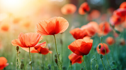 Fototapeta premium Red poppy flowers with green stems blooming in a sunlit meadow, creating an airy atmosphere with a softly blurred background