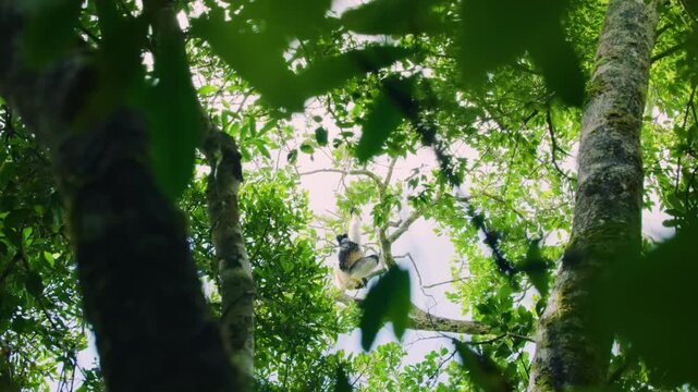 An indri, black and white lemur eating leaves while raining in tropical rainforest of Madagascar island. 