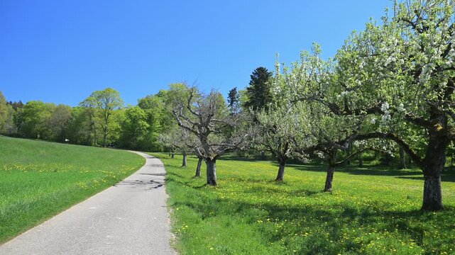 Sunny spring landscape with blooming orchard trees, green meadow, and paved footpath under a clear blue sky.