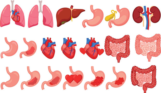 Human internal organs and digestive system vector illustration set with heart, lungs, stomach, liver, kidneys and intestines anatomy collection