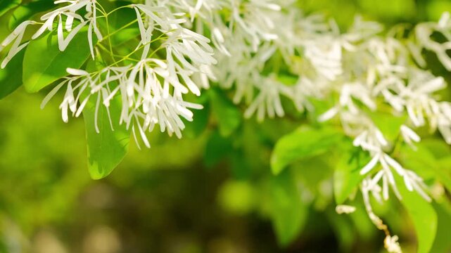 ナンジャモンジャの木に咲く繊細な白い花