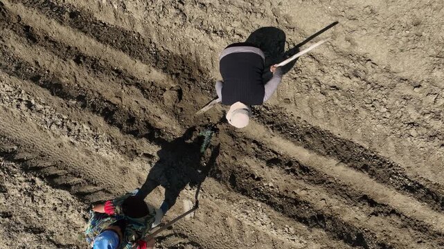 Aerial view of workers manual planting olive saplings in a field. Drone footage of farmers working in an agricultural orchard under a blue sky in Georgia.