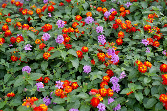 Flowerbed of many lantanas and verbena flowers in Colombia.