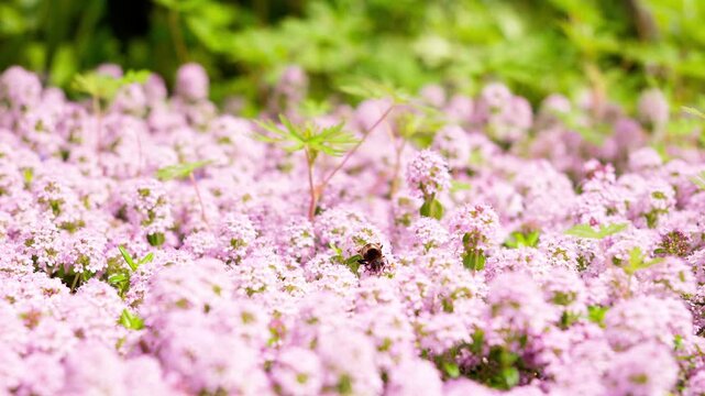 ピンクのクリーピングタイムと花粉を集めるミツバチ