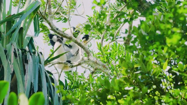 A pair of indri, black and white lemur eating leaves while sitting on the trees in Tropical rainforest of Madagascar island. 