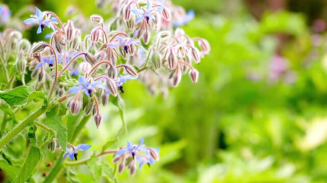 産毛に覆われた蕾が特徴的なボリジの花のクローズアップ
