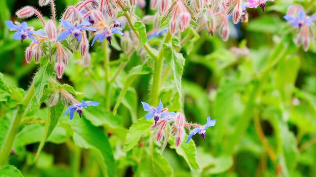 星形の青いボリジの花と飛び交うミツバチ