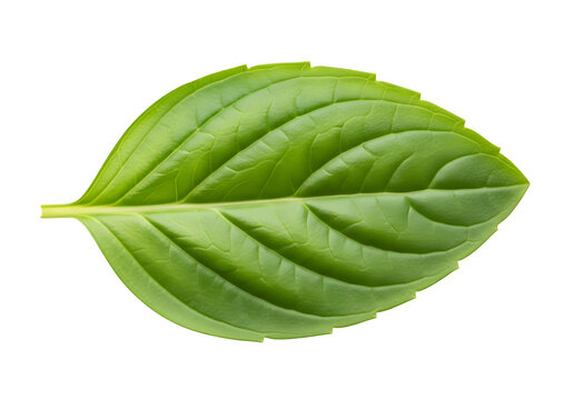 A vibrant green leaf with visible veins on a transparent background, isolated on transparent background