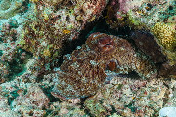 octopus on coral reef © Evgenios