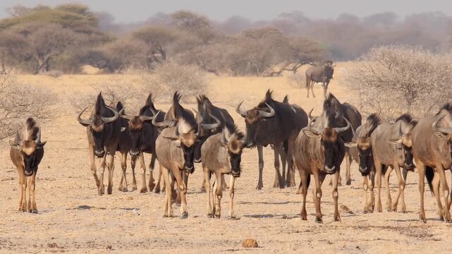 big herd of gnus, Connochaetes taurinus, walking through dry savanna 672
