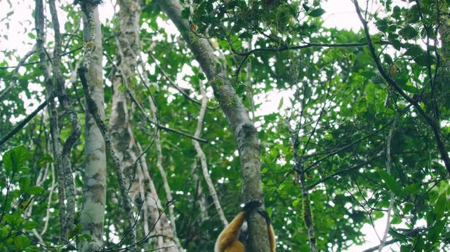 Close up of an Indridae (indriidae) in Madagascar Tropical rainforest.