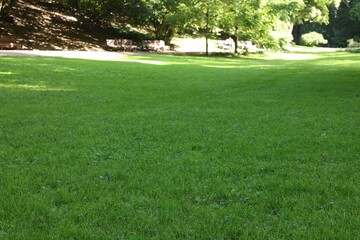 Obraz premium Beautiful lawn with green grass in park on sunny day
