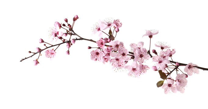 Branch of cherry plum tree with beautiful blossoms isolated on white