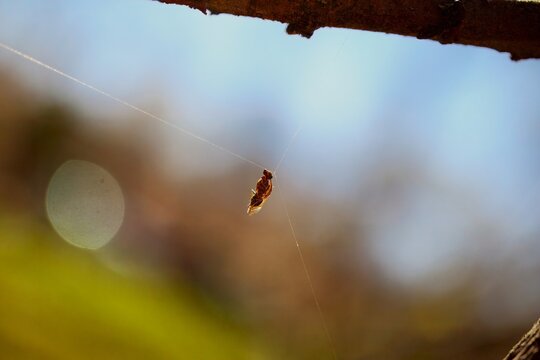 wasp in a spiders web