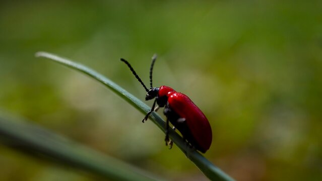 scarlet lily beetle on grass