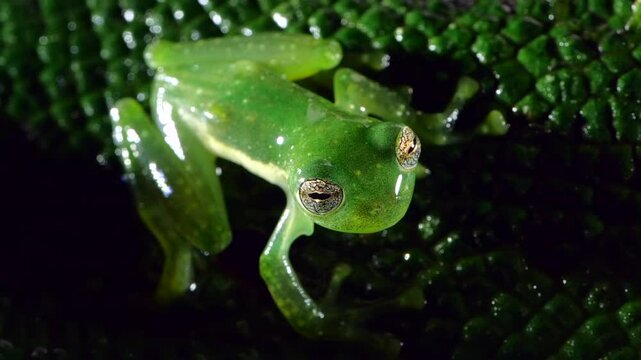 Ornate Faced Glass Frog (Centrolene bacatum). A raindrop lands on its head, slow motion, blinking. An endangered species from near Cosanga on the the Amazonian slopes of the Andes in Ecuador