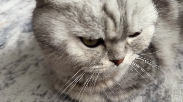 Close view of gray fluffy domestic cat face indoors, soft fur and calm pet expression