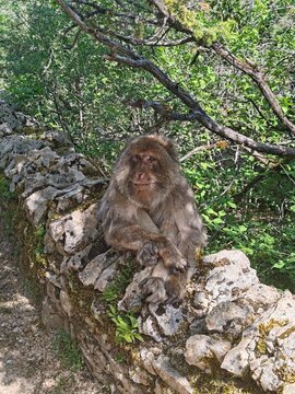 Barbary macaque walking through sunny grassy meadow