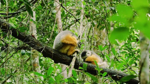 A pair of Indridae (indriidae) eating leaves in Madagascar rainforest.