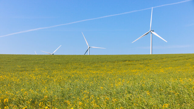 &eacute;oliennes dans un champ avec fleurs