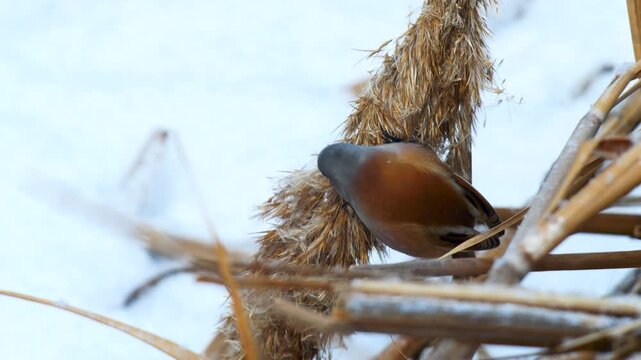 Wildlife - Birds. They feed on bearded reedling (Panurus biarmicus) birds, insects and reed seeds that live in large reeds in wetlands.