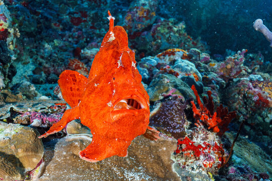 Frog Fish