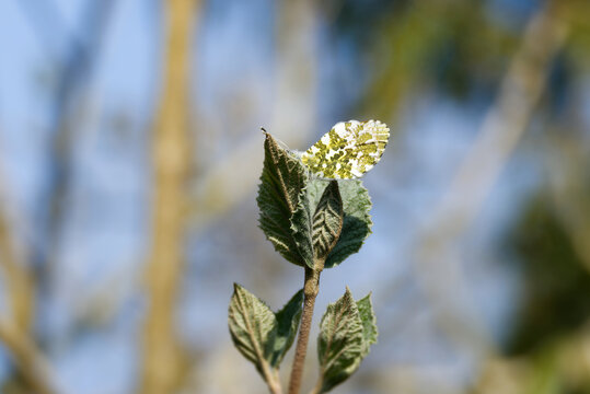 Male orange tip butterfly (Anthocharis cardamines) perched on a green leaf in Zurich, Switzerland