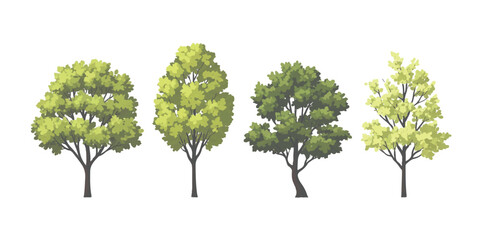 Fototapeta premium Set of four different green trees with detailed leaves and branches