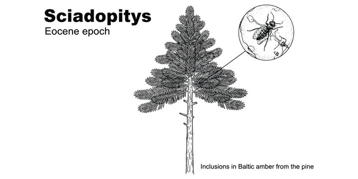 Sciadopitys prehistoric pine tree with insect inclusions in amber from eocene epoch.