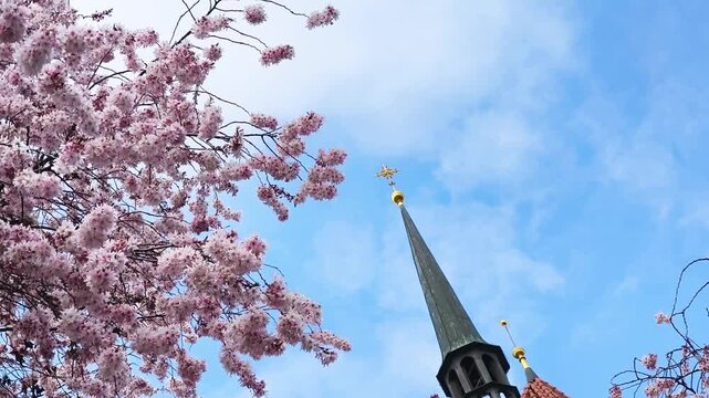 Beautiful pink cherry blossom tree blooming in spring next to a historic Church of St. Anthony of Padua steeple. The branches are gently moving in the wind