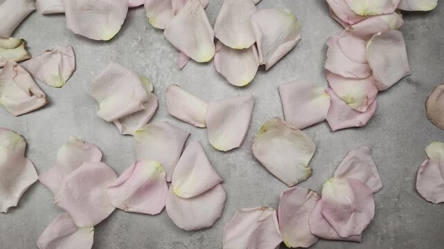 Elegant pink rose petals gently moving and trembling on a textured grey concrete background. A romantic and natural floral composition concept