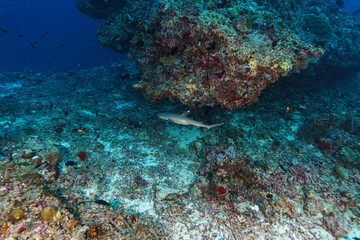 coral reef with fish © Evgenios