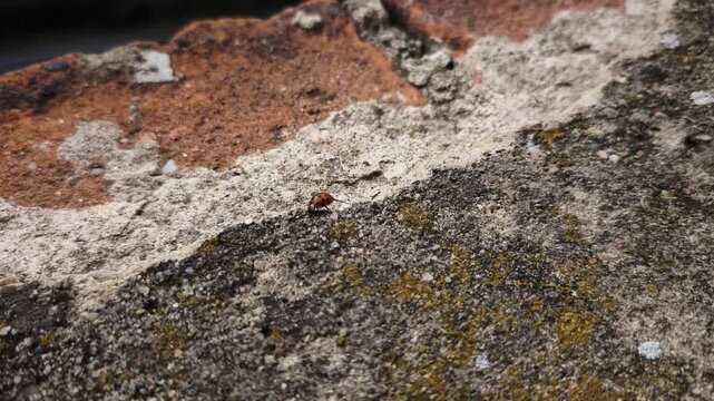 Macro view of a minuscule red ladybug mite, a common garden pest, walking along a weathered concrete and brick surface covered in moss